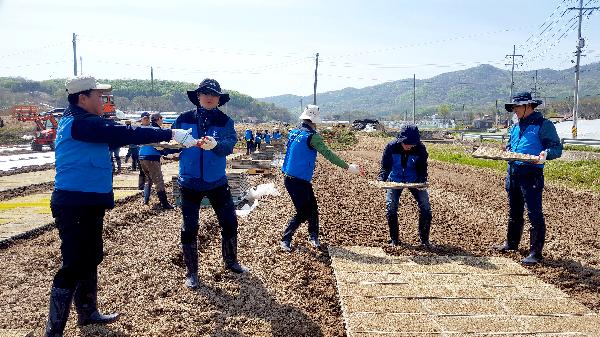 170425_(민자사업처)인천도시공사,_풍년_기원_모판_3천개_나르는_일손돕기_(2).jpg 이미지